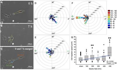 Cell-cell interactions and fluctuations in the direction of motility promote directed migration of osteoblasts in direct current electrotaxis